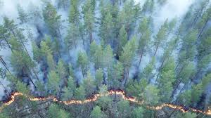 Linea del fuoco negli incendi boschivi in Svezia.